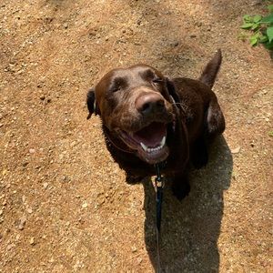 Meet your Posher, Bailey